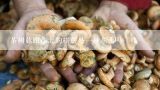 茶树菇跟东北的榛蘑是一种东西吗,东北有一道菜,里面有鸡,粉皮,茶树菇叫什么名字