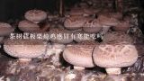 茶树菇板栗炖鸡感冒有寒能吃吗,茶树菇炖鸡的做法