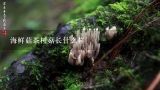 海鲜菇茶树菇长什么样,茶树菇长在哪里？