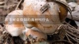 跟茶树菇像似的菌种叫什么,这种蘑菇是什么蘑菇？