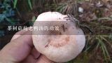 茶树菇炖老鸭汤的功效,无花果茶树菇老鸭汤功效