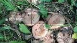 茶树菇种植,怎样种植茶树菇？
