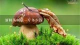 新鲜茶树菇一斤多少钱