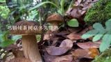 鸡腿炖茶树菇多久能熟,茶树菇炖鸡的做法