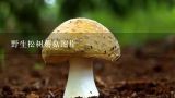 野生松树蘑菇图片