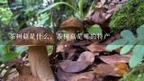 茶树菇是什么，茶树菇是哪的特产,茶树菇产地 茶树菇简介