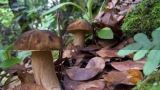 茶树菇的营养价值与功效有哪些