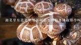 干锅茶树菇的做法,怎样烧干锅茶树菇