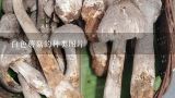 白色蘑菇的种类图片,蘑菇种类有哪些啊?
