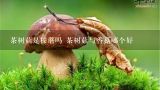 茶树菇是榛蘑吗 茶树菇与香菇哪个好,茶树菇的外形特征是怎样的