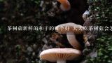 怎么鉴别茶树菇的质量？茶树菇新鲜的和干的哪个好 天天吃茶树菇会怎么样