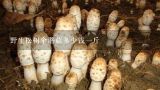 野生松树伞蘑菇多少钱一斤,野蘑菇现在在北京多少钱一斤
