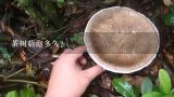 茶树菇泡多久？干茶树菇泡多久能吃茶树菇干泡多久可以吃？