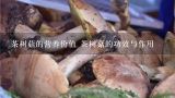 茶树菇的营养价值 茶树菇的功效与作用,茶树菇的营养价值,人体必需的8种氨基酸含量齐全