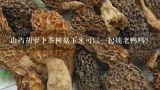 玉米淮山茶树菇炖排骨可以一起炖吗？有什么功效,山药胡萝卜茶树菇玉米可以一起炖老鸭吗？