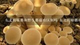 东北的榛蘑和野生蘑菇有区别吗 东北的榛蘑和野生蘑