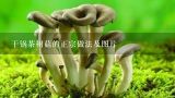 干锅茶树菇的正宗做法及图片,干锅茶树菇，家常应该怎么做？