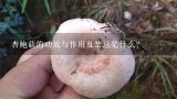 杏鲍菇的功效与作用及禁忌是什么？