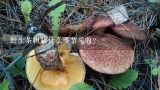 野生茶树菇什么季节采收？这是野生茶树菇吗？有图