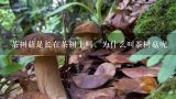 茶树菇是长在茶树上吗，为什么叫茶树菇呢,六榕菇茶树菇有什么区别