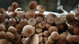 菇类大全名字,菇类品种有哪些？