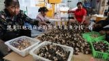 黑龙江这边真正的黑木耳卖多少钱一斤,黑龙江韦河批发市场木耳多少钱一斤
