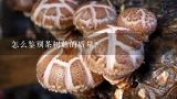 怎么鉴别茶树菇的质量？茶树菇怎么选