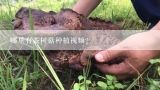 哪里有茶树菇种植视频?干锅茶树菇的做法视频王刚？