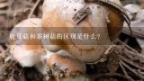 鹿茸菇和茶树菇的区别是什么？茶树菇和蟹味菇的区别 茶树菇和蟹味菇有哪些不同