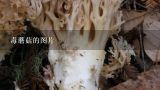 毒蘑菇的图片,毒蘑菇的种类图片及名称