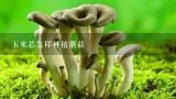 玉米芯平菇种植技术,玉米芯怎样种植蘑菇