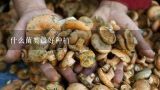 什么菌类最好种植,哪种野生菌菇好吃？