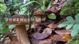 猪骨褒茶树菇有什么作用