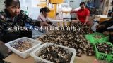 云南批发香菇木耳最便宜的地方,楚雄的哪个市场卖野生干菌最多