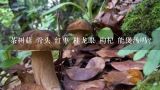 茶树菇 骨头 红枣 桂龙眼 枸杞 能煲汤吗?茶树菇和笋放一起烧排骨会中毒吗