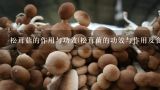 松茸菇的作用与功效(松茸菌的功效与作用及食用方法),松茸的功效与作用是什么？