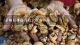 茶树菇排骨汤的效用有哪些,茶树菇排骨汤怎么做最有营养