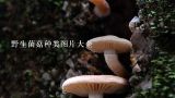 野生菌菇种类图片大全,食用菌有多少种图片?
