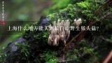 上海什么地方能买到长白山野生猴头菇？