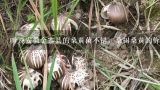 听说安徽金寨县的桑黄菌不错，桑树桑黄的价格贵吗？怎么又叫桑黄灵芝呢？桑黄菌种植需要什么环境？