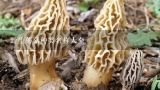 野生蘑菇种类名称大全,野生蘑菇有那些种类图片？