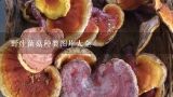 野生菌菇种类图片大全,各种蘑菇图片及名称
