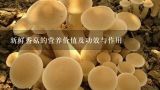 新鲜香菇的营养价值及功效与作用,山药香菇瘦肉粥的功效与营养价值