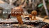 柳树上长的能吃磨菇图片,蘑菇分为几种，有哪些蘑菇有毒不能吃？
