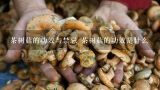 茶树菇的功效与禁忌 茶树菇的功效是什么,茶树菇的营养价值