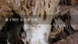 菌子图片大全及名称,野生蘑菇种类大全及图片