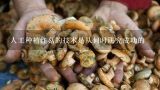 红蘑菇有人工种植的吗，有什么价位,红蘑菇有人工种植的吗，有什么价位