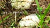 东北干红蘑菇的做法,野生干红菇的做法