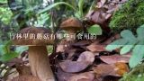 竹林里的蘑菇有哪些可食用的,可食用蘑菇有哪些种类
