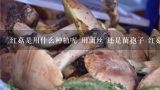 红菇是用什么种植呢 用菌丝 还是菌孢子 红菇的种子,红蘑菇要怎么种植 红蘑菇的种植方法